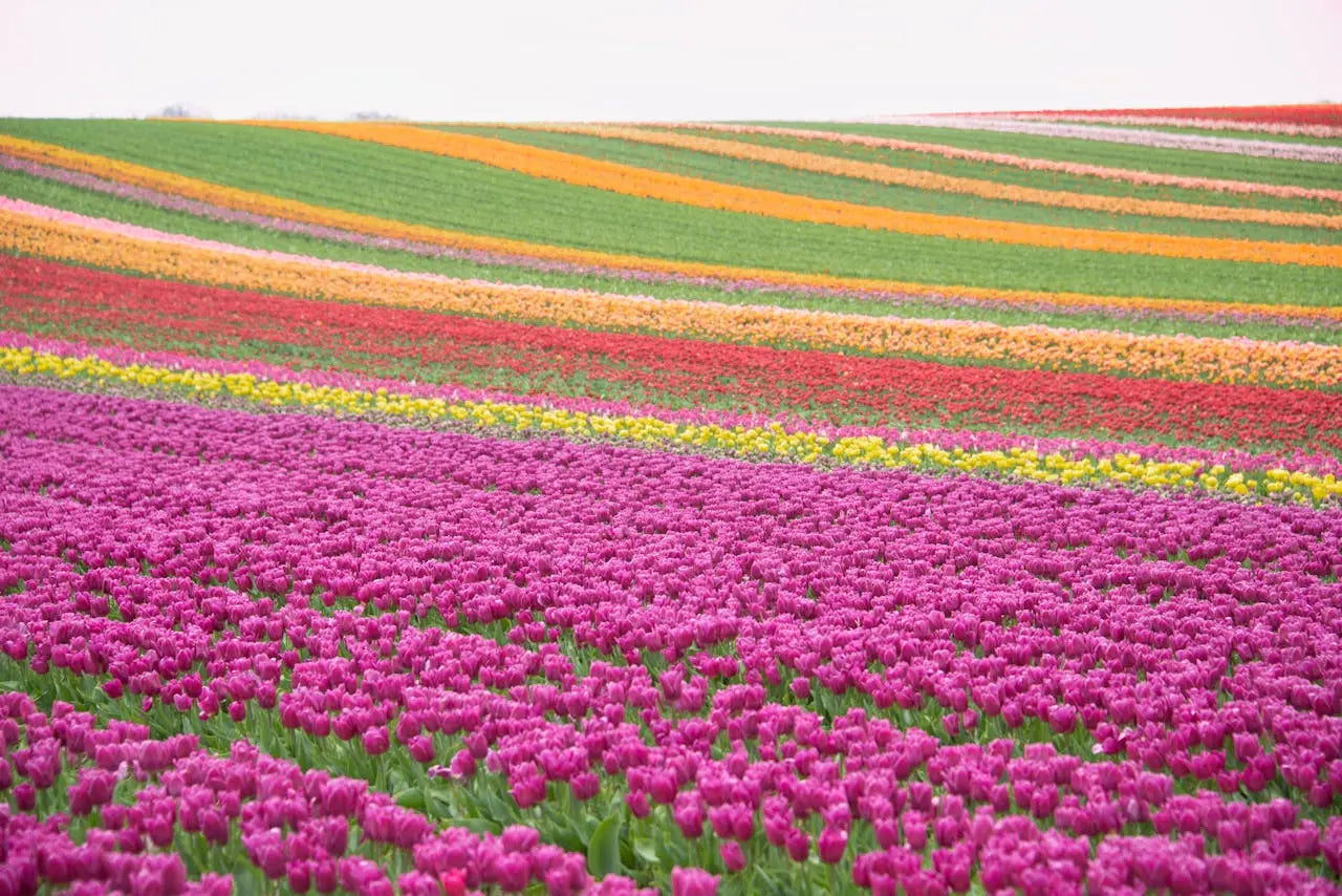 fields of colour